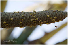 Borassus flabellifer